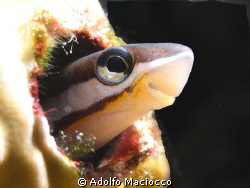 Piano Flagblenny 
(Plagiotremus tapeinosoma) by Adolfo Maciocco 
